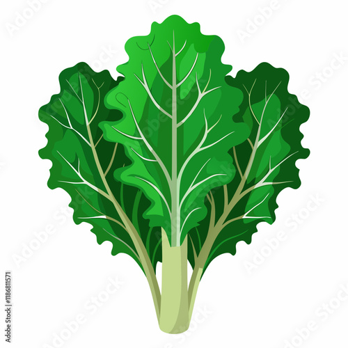 kale vegetable vector