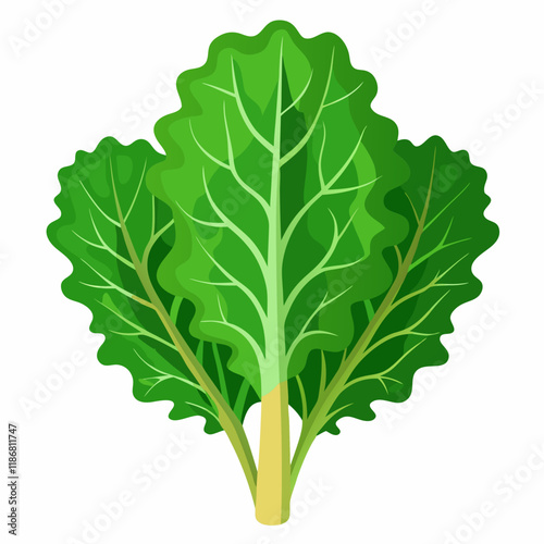 kale vegetable vector