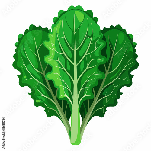 kale vegetable vector