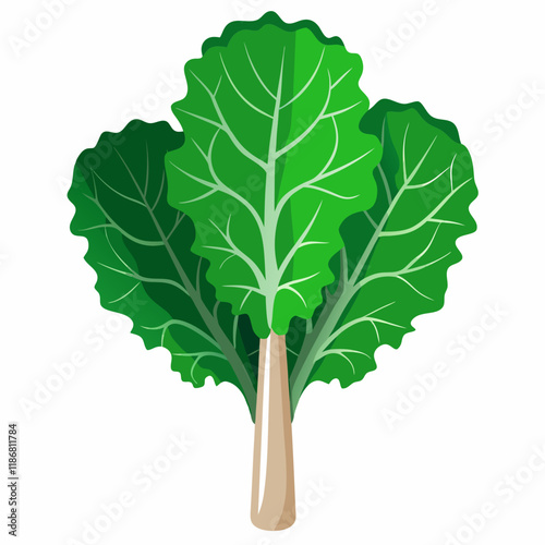 kale vegetable vector