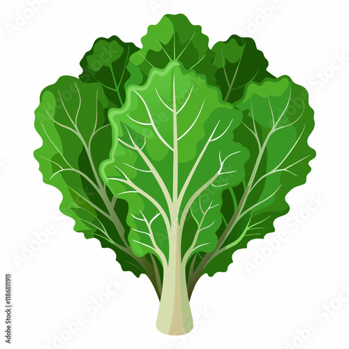 kale vegetable vector
