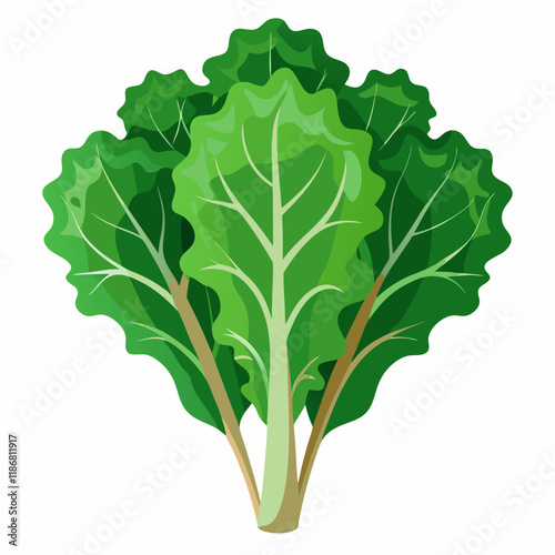 kale vegetable vector