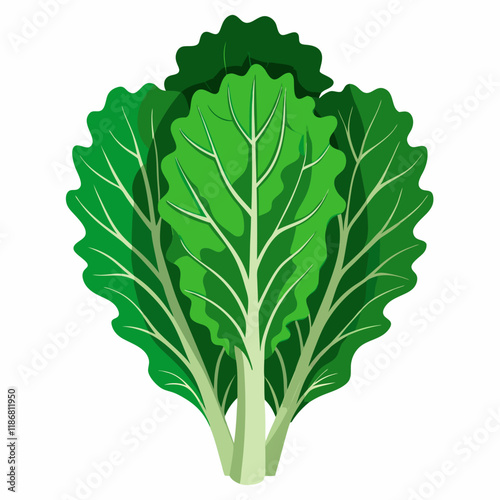kale vegetable vector