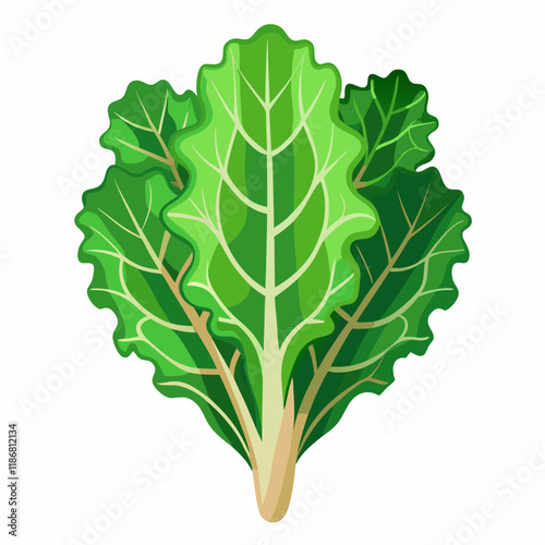 kale vegetable vector