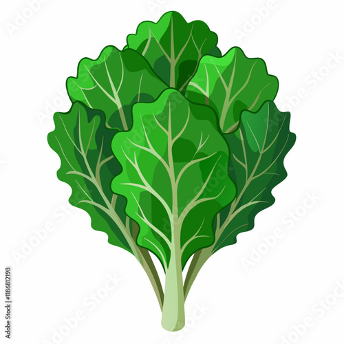 kale vegetable vector