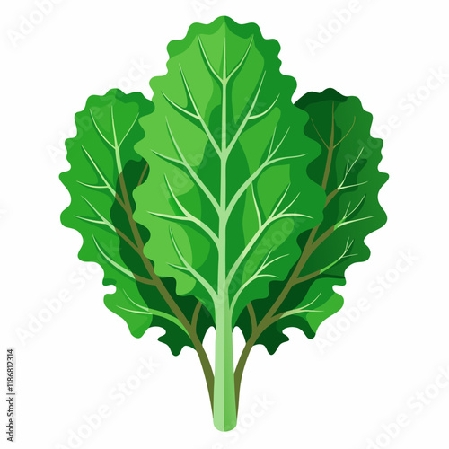 kale vegetable vector