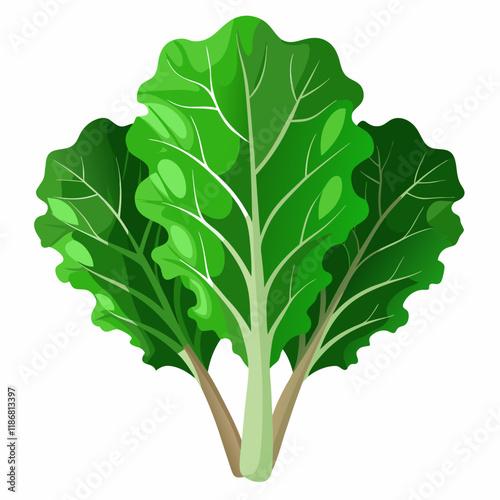 kale vegetable vector