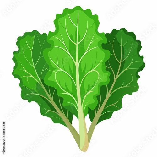 kale vegetable vector
