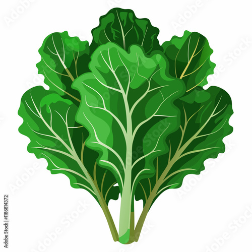 kale vegetable vector