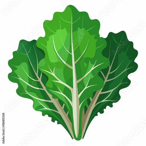 kale vegetable vector