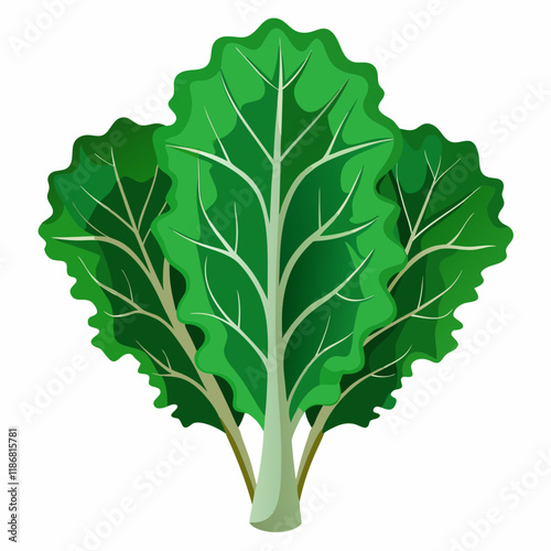 kale vegetable vector