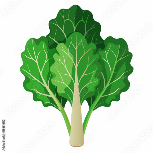 kale vegetable vector