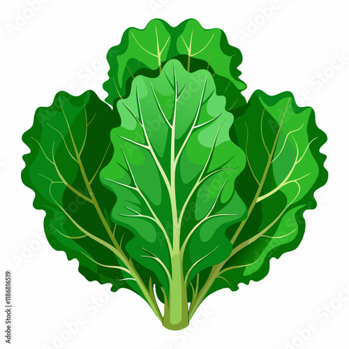 kale vegetable vector