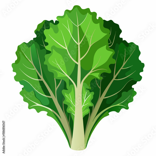kale vegetable vector