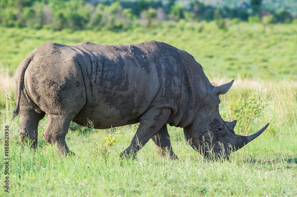 Obraz premium White rhino foraging for food