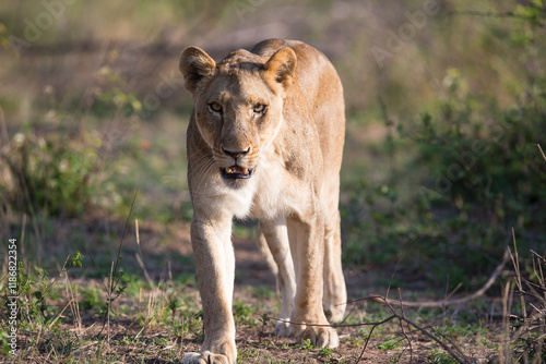 A lone lioness wandering through the bush photo