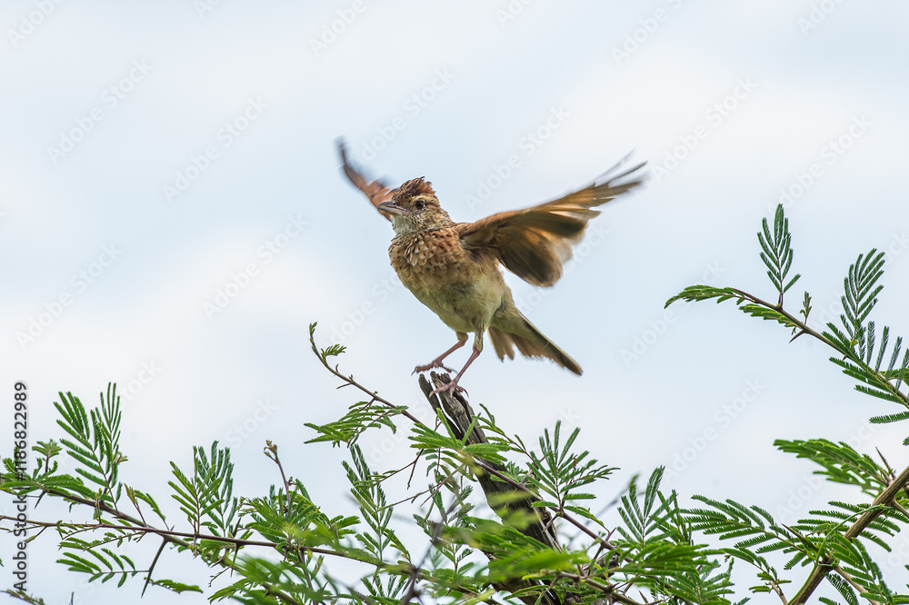 Fototapeta premium Rufous naped lark with wings out