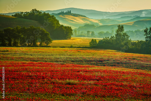 Schilderij op canvas a poppy field in the Crete Senesi landscape
