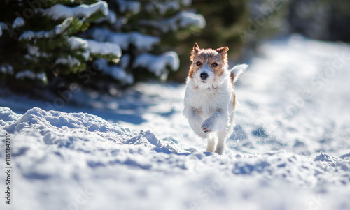 Cute happy pet dog running, walking in the winter snow