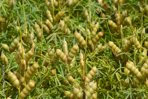 Lupinen,  Lupinus spp.  Schotenbildung,  Hülsenbildung,  Fruchtentwicklung photo