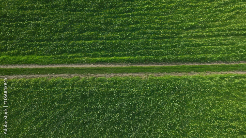 Aerial view of lush green fields with a distinct path, showcasing nature's beauty and agriculture Aerial view of lush green fields with a distinct path, showcasing nature's beauty and agriculture