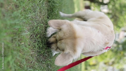 golden retriever nibbling grass. Golden retriever chewing grass on the sidewalk near the house, slow motion. well-groomed beautiful golden retriever