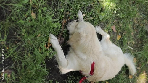 golden retriever nibbling grass. Golden retriever chewing grass on the sidewalk near the house, slow motion. well-groomed beautiful golden retriever