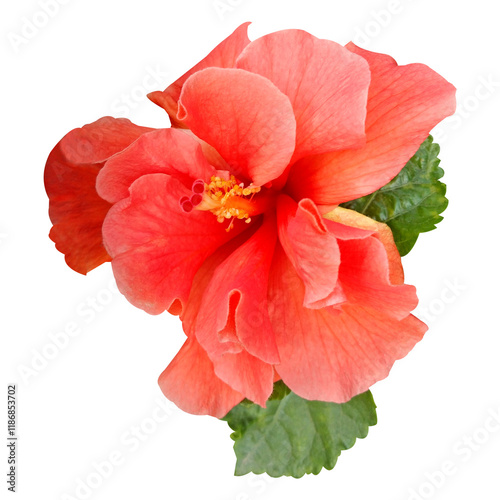 Red Hibiscus Flower Stock Photo