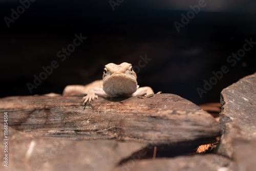 Small young baby Central Bearded Dragon pet in a terrarium.