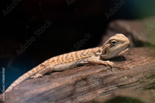 Small young baby Central Bearded Dragon pet in a terrarium.