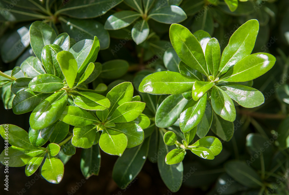 Mock orange or Pittosporum tobira nanum