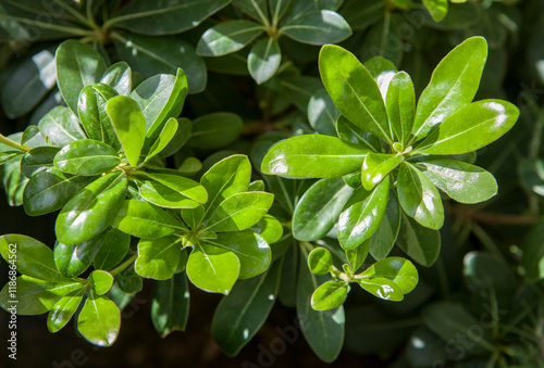Obraz na płótnie Mock orange or Pittosporum tobira nanum w salonie