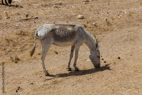 Donkey grazing in the arid landscape of Kunduz Province, Afghanistan during daytime photo