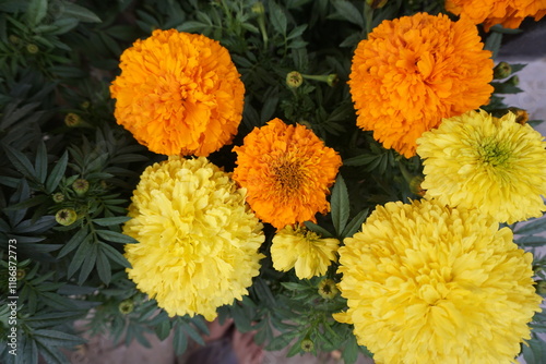 Yellow and orange marigold calendula growing in the background meadow, A bunch of blooming marigolds in the garden, closeup of marigold flowers in field photo