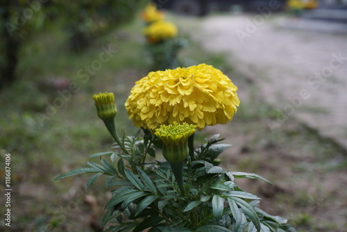 Yellow and orange marigold calendula growing in the background meadow, A bunch of blooming marigolds in the garden, closeup of marigold flowers in field photo