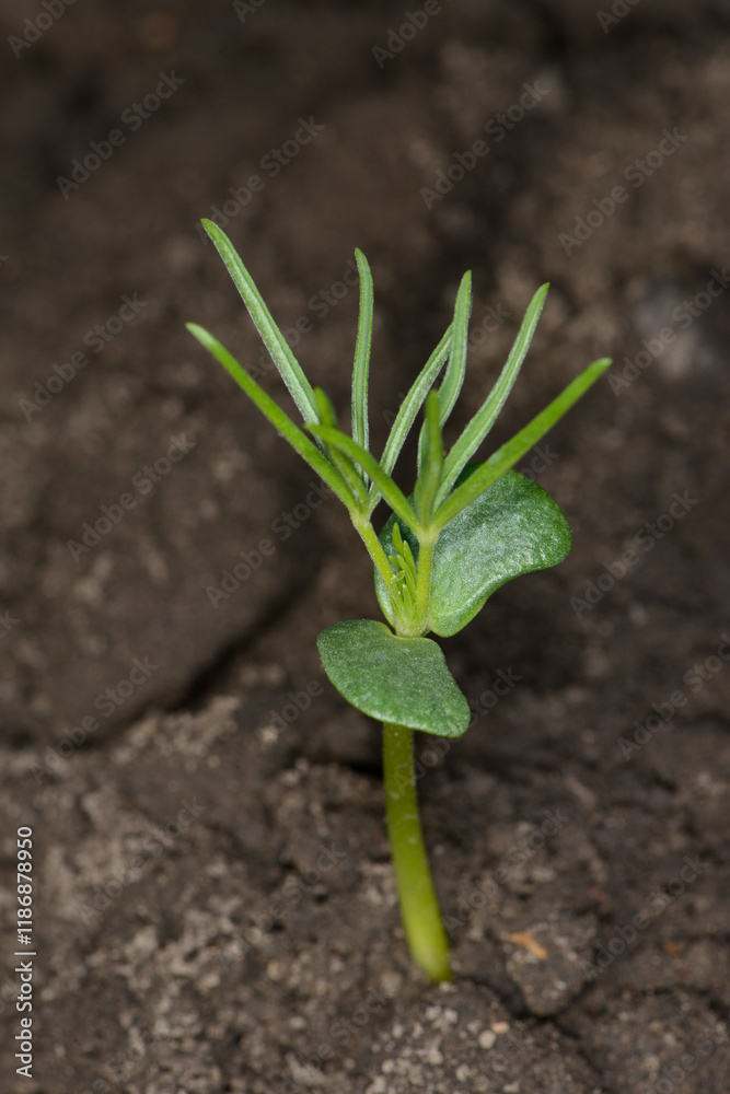 Fototapeta premium Lupinen, Lupinus spp.
