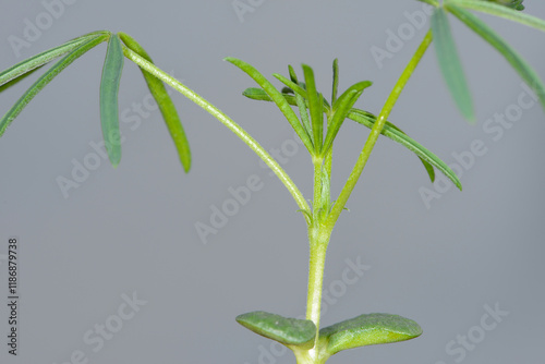 Lupinus angustifolius, im 2-3- Blattstadium photo