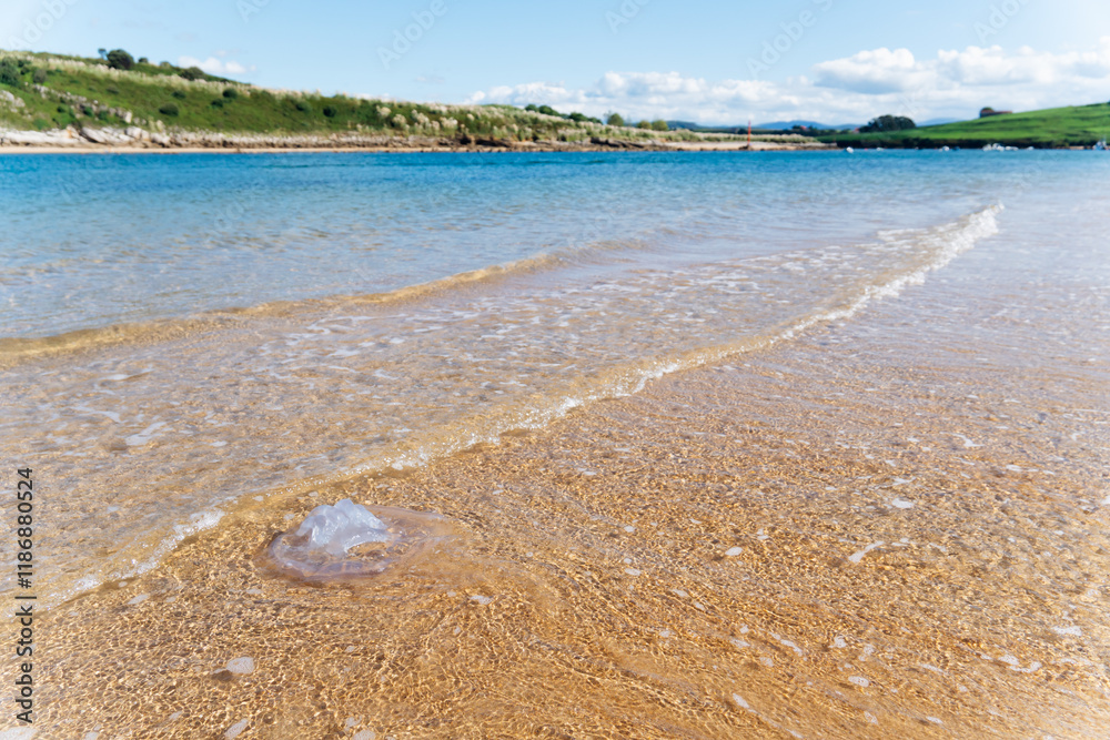 Obraz premium Jellyfish washed ashore on a sandy beach. Danger of stinging.