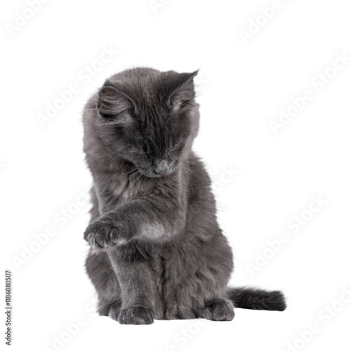 Majestic solid blue Maine Coon cat kitten, sitting up facing front. Cleaning itself with tongue. Isolated cutout on a transparent background. photo