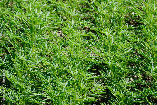 Lupinen,  Körnerlupinen,  Lupinus spp. im Jungstadium, Mehrblattstadium photo