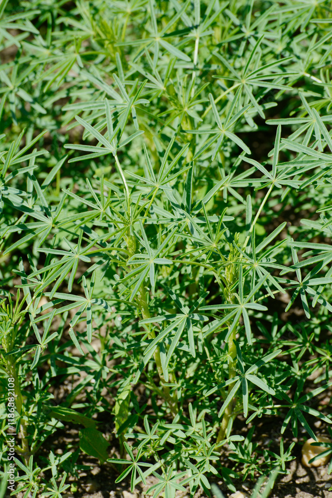 Lupinen, Körnerlupinen, Lupinus spp. im Jungstadium, Mehrblattstadium Lupinen, Körnerlupinen, Lupinus spp. im Jungstadium, Mehrblattstadium