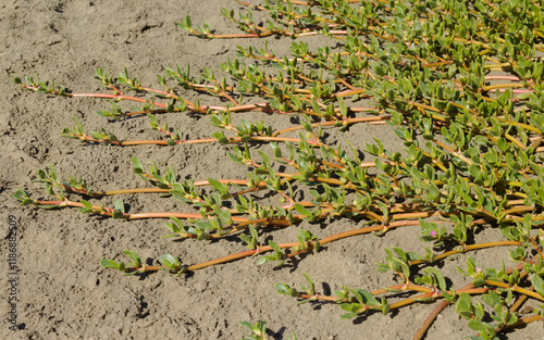 Flora of Gran Canaria - Sesuvium portulacastrum, shoreline purslane, introduced species