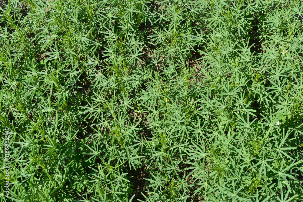 Lupinen,  Körnerlupinen,  Lupinus spp. im Jungstadium, Mehrblattstadium