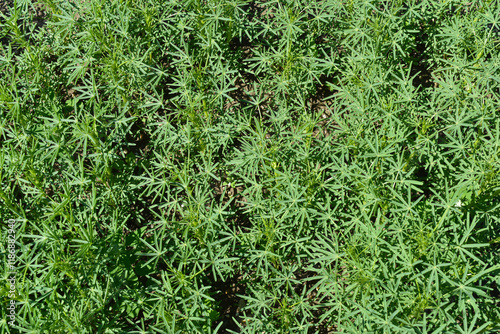 Lupinen,  Körnerlupinen,  Lupinus spp. im Jungstadium, Mehrblattstadium photo