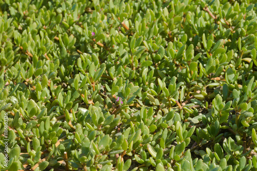 Flora of Gran Canaria - Sesuvium portulacastrum, shoreline purslane, introduced species photo