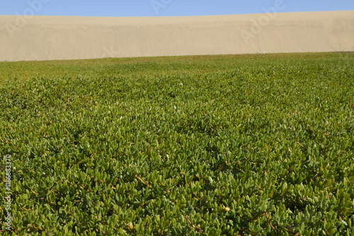 Flora of Gran Canaria - Sesuvium portulacastrum, shoreline purslane, introduced species