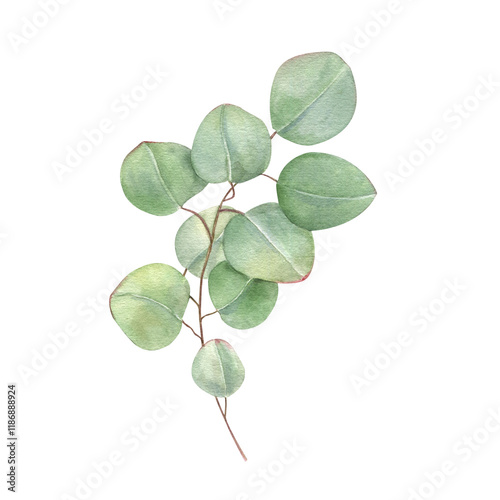 Eucalyptus branch with green leaves watercolor illustration. Silver dollar greenery. Floral summer, spring element for wedding invitation, stationary, greetings, save the date, thank you cards