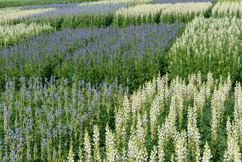 Lupinen,  Lupinus spp. Blüte, Sortenprüfung photo