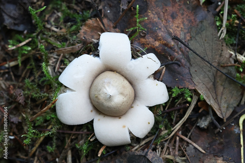 Geastrum fimbriatum, commonly known as fringed earthstar or sessile earthstar, fungus from Finland photo