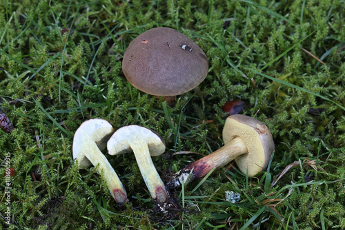 Xerocomellus cisalpinus, previously called Xerocomellus chrysenteron, the red cracking bolete